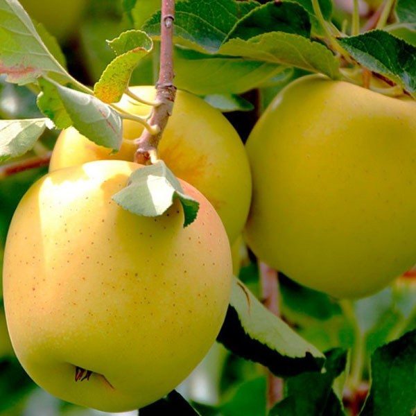 Golden Delicious Elması: Lezzetli ve Sağlıklı Seçiminiz