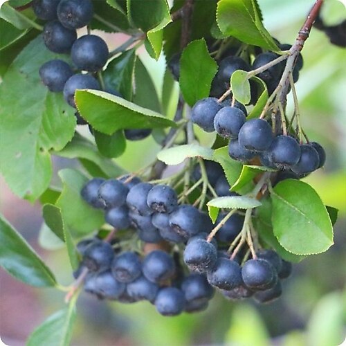 Güçlü Antioksidan Deposu: Chokeberry Siyah Aronya Fidanı Satın Al