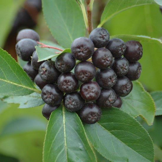 Güçlü Antioksidan Deposu: Chokeberry Siyah Aronya Fidanı Satın Al