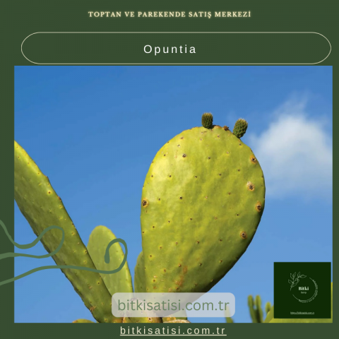 Güneş Sever Opuntia Kaktüsünü Evinize Getirin