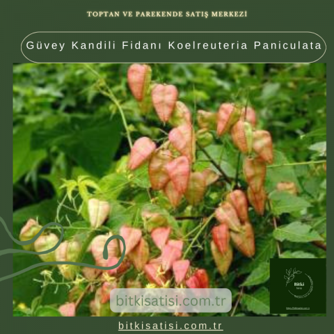 Güvey Kandili Fidanı Koelreuteria Paniculata