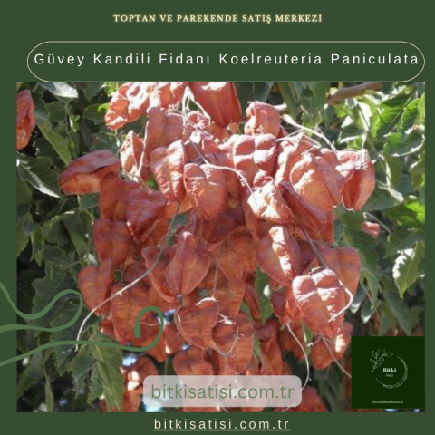 Güvey Kandili Fidanı Koelreuteria Paniculata