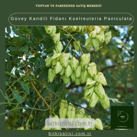 Güvey Kandili Fidanı Koelreuteria Paniculata