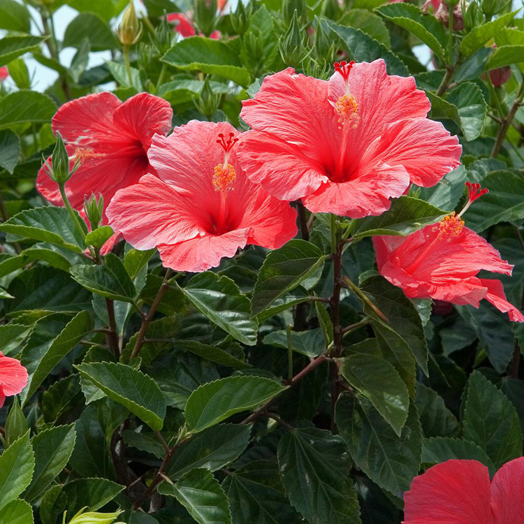 Hibiskus Gülü: Hoş Kokulu ve Parlak Çiçekler İçin Bakım İpuçları