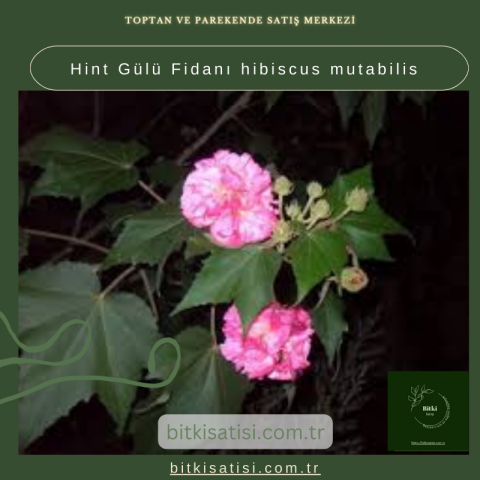 Hint Gülü Fidanı hibiscus mutabilis