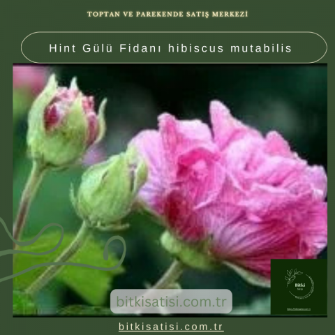 Hint Gülü Fidanı hibiscus mutabilis