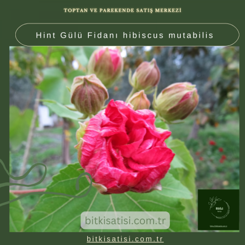 Hint Gülü Fidanı hibiscus mutabilis