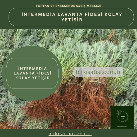 İntermedia Görsel Lavanta Fidesi Kolay Yetişir 20 Fide 250TL 