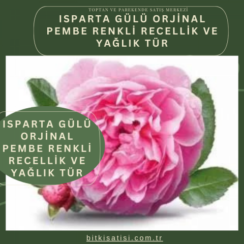 Isparta Gülü Orjinal Pembe Renkli Recellik Ve Yağlık Tür