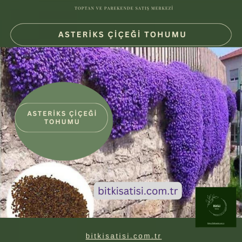 İthal Asteriks Tohumu Sarkan Cins Kolay Çimlenir 100 Adet Tohum 10 AL 6 ÖDE 
