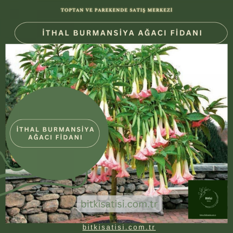İthal Burmansiya Ağacı Fidanı