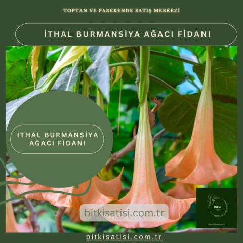 İthal Burmansiya Ağacı Fidanı