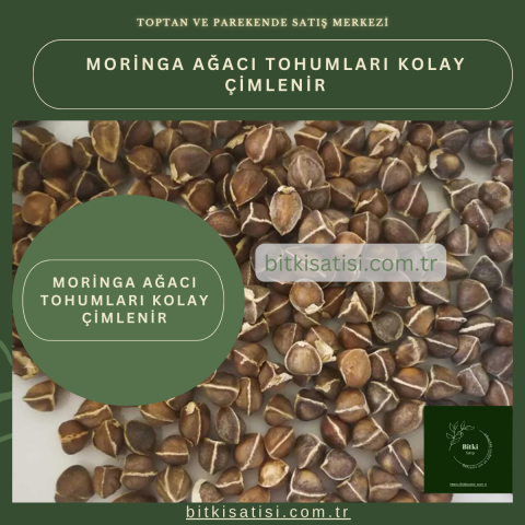 İthal Moringa Ağacı Tohumu 10 Adet Kolay çimlenir