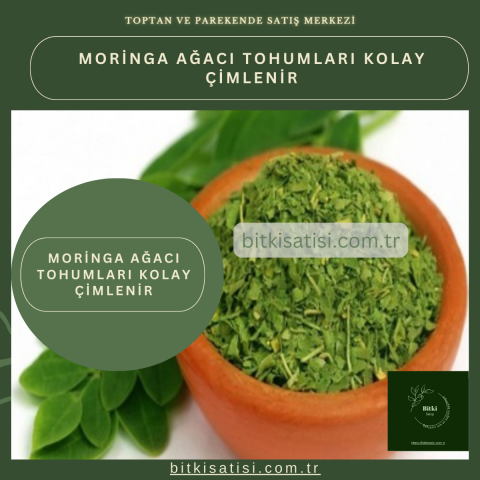 İthal Moringa Ağacı Tohumu 10 Adet Kolay çimlenir