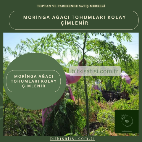 İthal Moringa Ağacı Tohumu 10 Adet Kolay çimlenir