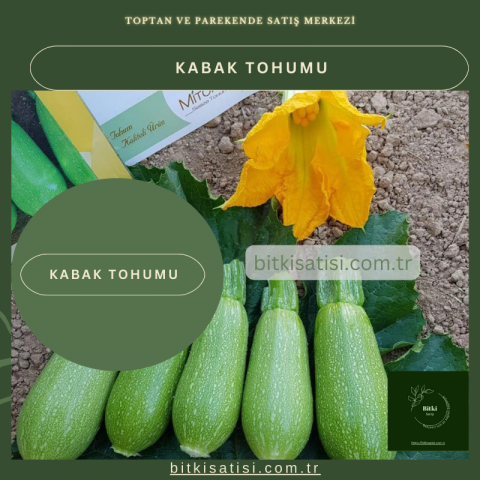 Kabak Tohumu 10 Adet Kolay Yetişir