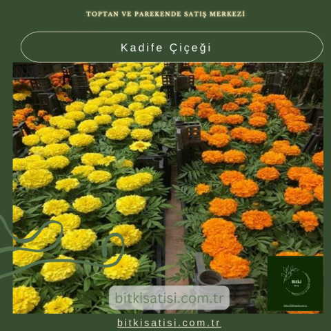 Kadife Çiçeği (Tagetes) ile Renkli Bahçeler Yaratın!