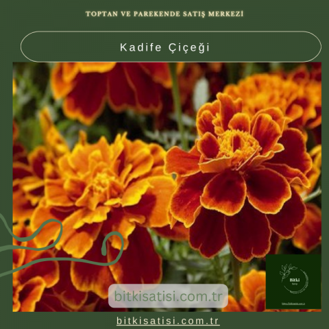 Kadife Çiçeği (Tagetes) ile Renkli Bahçeler Yaratın!