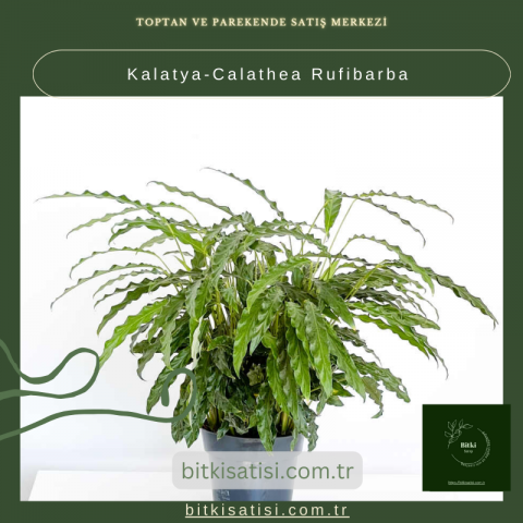 Kalatya-Calathea Rufibarba