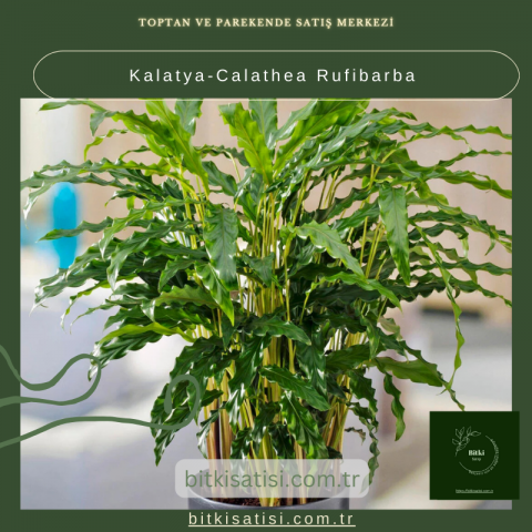 Kalatya-Calathea Rufibarba