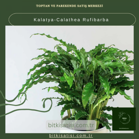 Kalatya-Calathea Rufibarba