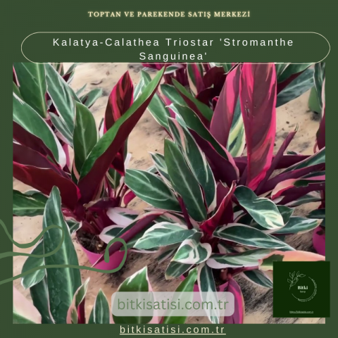 Kalatya-Calathea Triostar (Stromanthe Sanguinea)