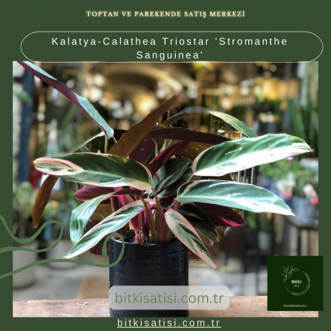 Kalatya-Calathea Triostar (Stromanthe Sanguinea)