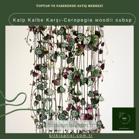 Kalp Kalbe Karşı-Ceropegia woodii subsp