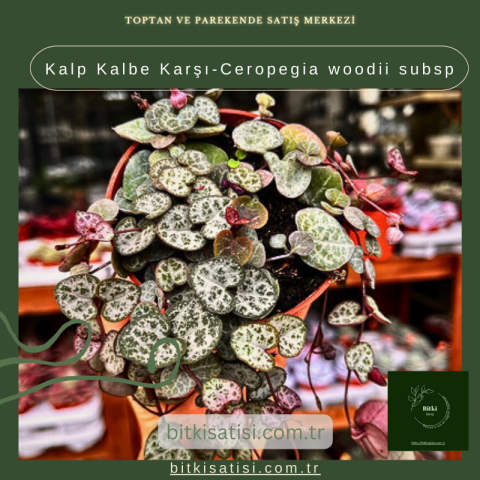 Kalp Kalbe Karşı-Ceropegia woodii subsp