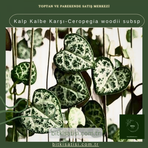 Kalp Kalbe Karşı-Ceropegia woodii subsp