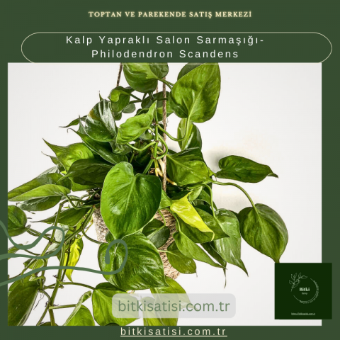 Kalp Yapraklı Salon Sarmaşığı-Philodendron Scandens