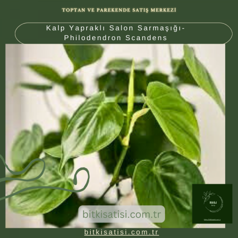 Kalp Yapraklı Salon Sarmaşığı-Philodendron Scandens
