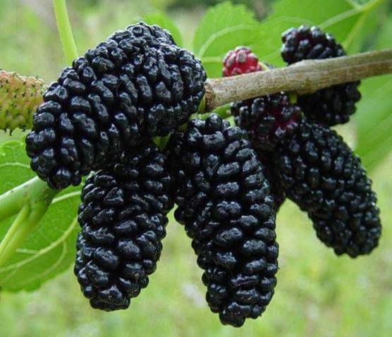 Karadut Fidanı Satışı: Morus Nigra ile Lezzetli ve Sağlıklı Meyveler Yetiştirin