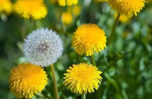 Karahindiba Çiçeği: Doğal Şifa Kaynağınız