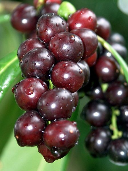 Karayemiş Fidanı (Laz Kirazı) Satışı: Prunus Laurocerasus ile Bahçenizi Güzelleştirin