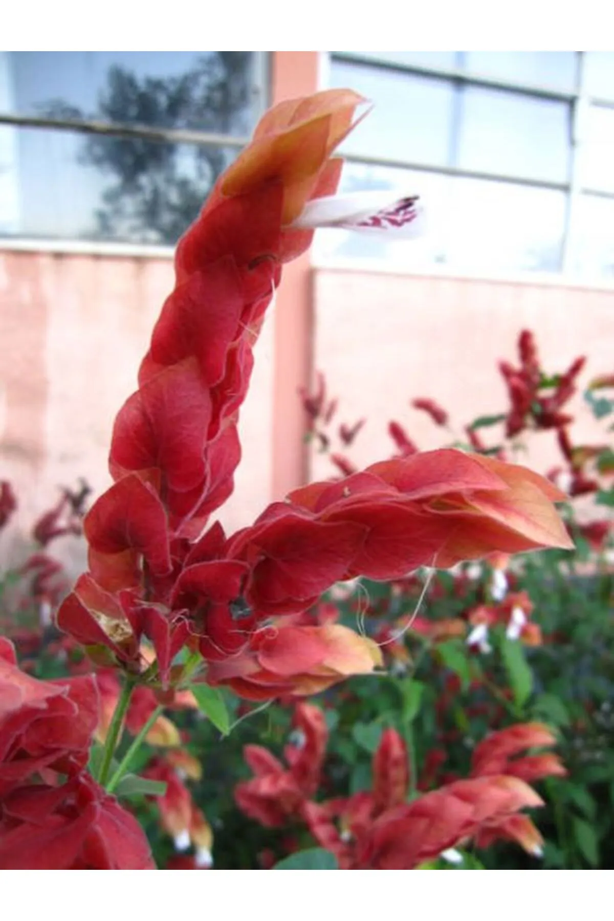 Karides Çiçeği  Evinize Bahçenize Egzotik Bir Doku Katın