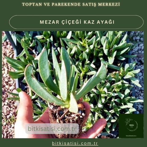 Kaz ayağı mezar çiçeği. Sıcak soğuk ve susuzluğa dayanıklı 45 fide al