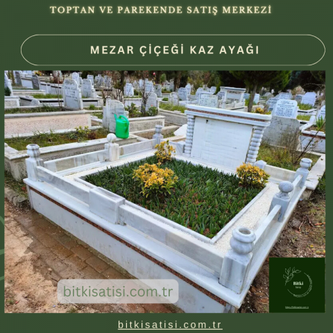 Kaz ayağı mezar çiçeği. Sıcak soğuk ve susuzluğa dayanıklı 45 fide al