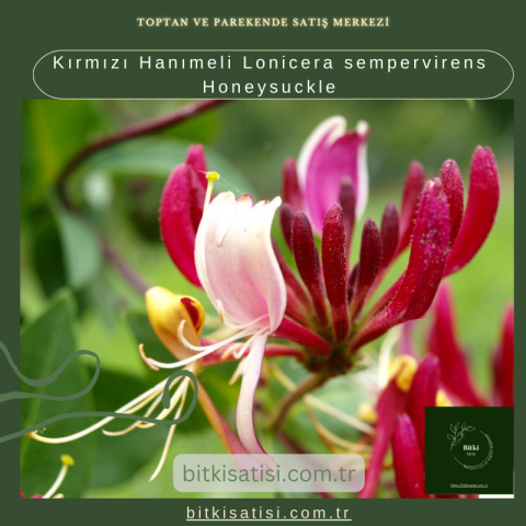 Kırmızı Hanımeli Lonicera sempervirens Honeysuckle