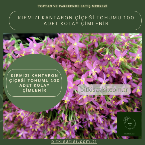 Kırmızı Kantaron Çiçeği Tohumu 100 Adet Kolay çimlenir