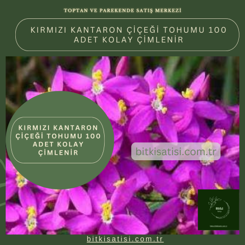 Kırmızı Kantaron Çiçeği Tohumu 100 Adet Kolay çimlenir