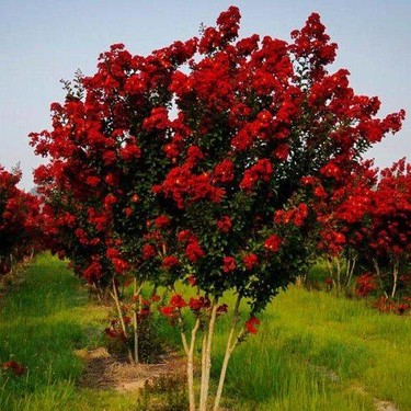 Kırmızı Oya Ağacı