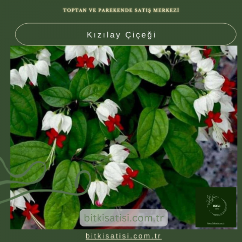 Kızılay Çiçeği ile Evinizi Canlandırın