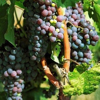 Kokulu Laz Üzümü Fidanı Satışı: Aromatik Üzümler İçin En İyi Seçim
