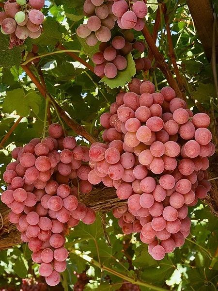 Kömüş Memesi Üzüm Fidanı Satışı - Tatlı ve Aromatik Üzümler Yetiştirin