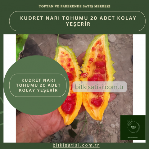 Kudret Narı Tohumu 10 Adet Kolay Yeşerir