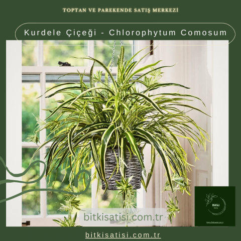 ​Kurdele Çiçeği - Chlorophytum Comosum