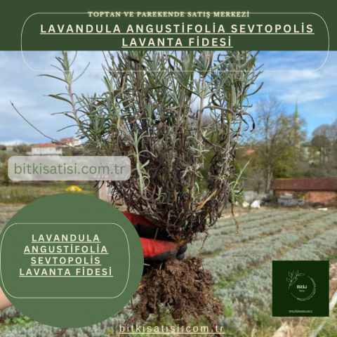Lavandula Angustifolia Sevtopolis Yağlık Lavanta Fidesi Kolay Yetişir 10 Fide 200TL 