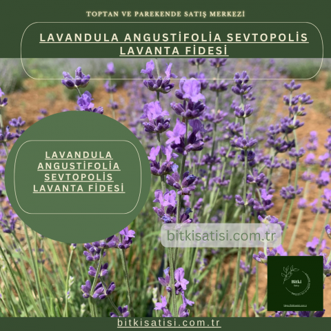 Lavandula Angustifolia Sevtopolis Yağlık Lavanta Fidesi Kolay Yetişir 100 Fide 700TL 