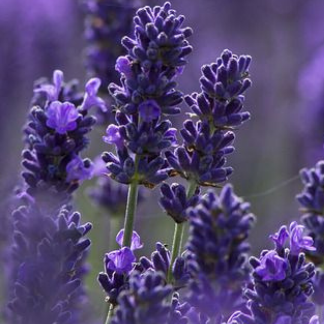 Lavanta Çiçeği | Kolay Bakımla Bahçenizde Ferah Bir Atmosfer Yaratın